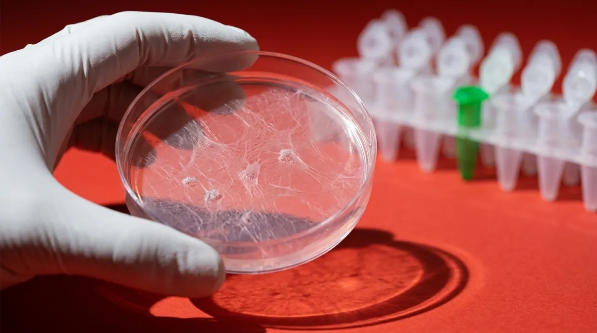 Epithalon Switched On Telomerase in Cells—But Not in People